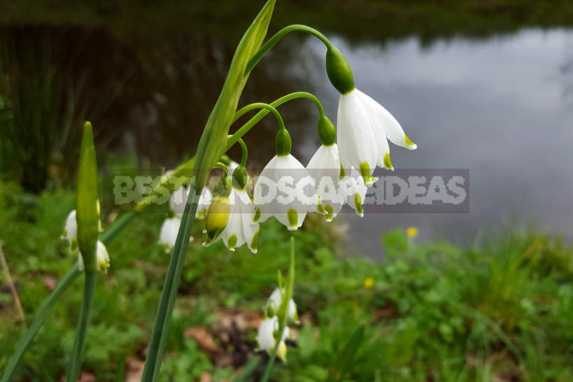 Leucojum: Views, Description, Photos. Planting and Reproduction.