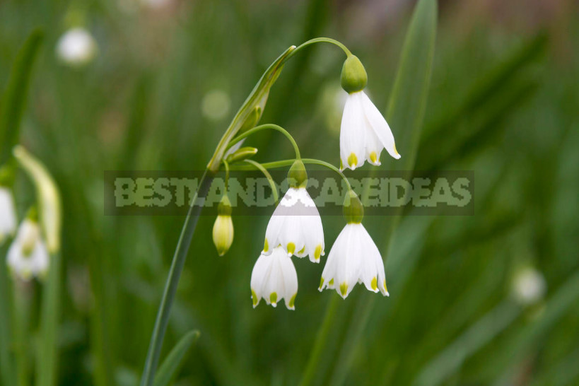 Leucojum: Views, Description, Photos. Planting and Reproduction.