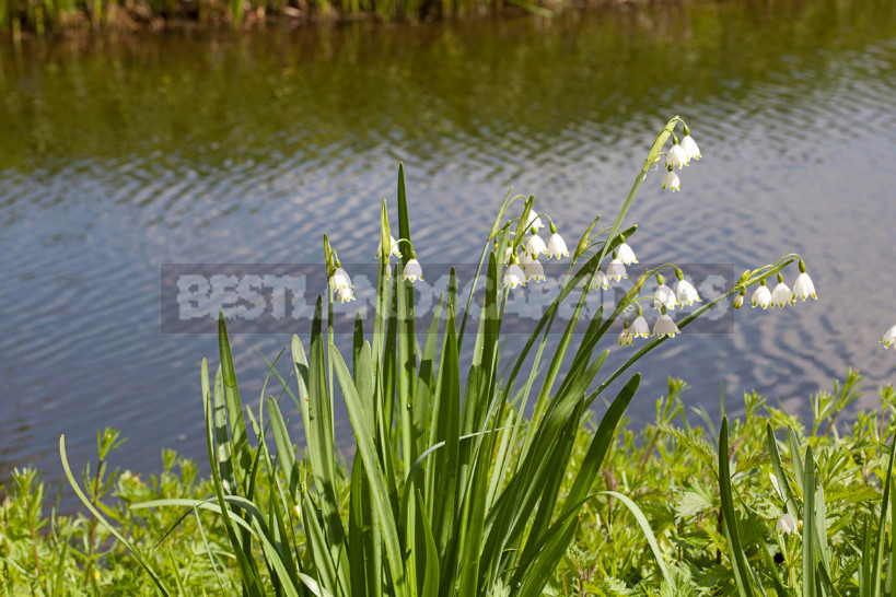 Leucojum: Views, Description, Photos. Planting and Reproduction.