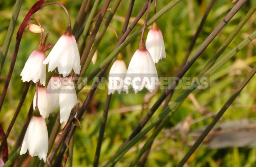 Leucojum: Views, Description, Photos. Planting and Reproduction.