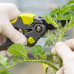 Tomato cuttings: how to increase the number of seedlings