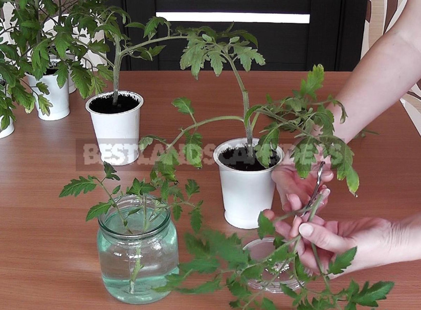 Tomato cuttings: how to increase the number of seedlings