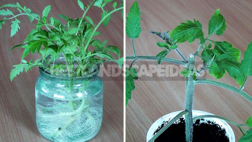Tomato cuttings: how to increase the number of seedlings
