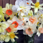 Narcissuses. Varieties, Worthy of Awards.