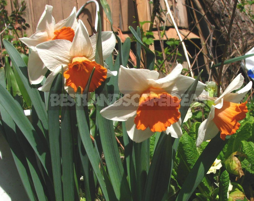 Narcissuses. Varieties, Worthy of Awards.