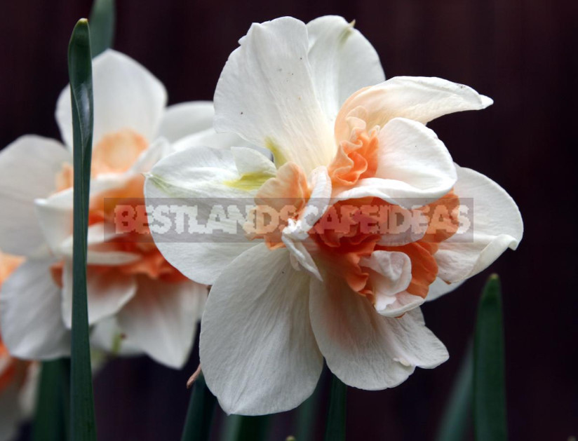 Narcissuses. Varieties, Worthy of Awards.