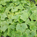 Planting Cucumber Seedlings in the Ground (Part 2)