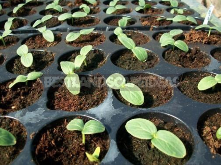 Planting Cucumber Seedlings in the Ground (Part 1)