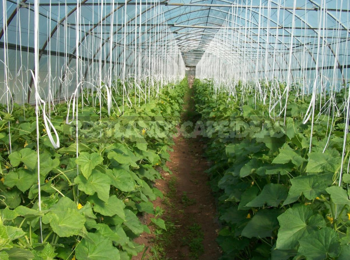 Planting Cucumber Seedlings in the Ground (Part 2)