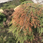 Resuscitate Conifers After Sunburn