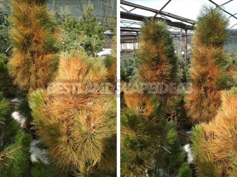 Resuscitate Conifers After Sunburn