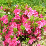 Rhododendrons in Garden Design: Harmonious Compositions