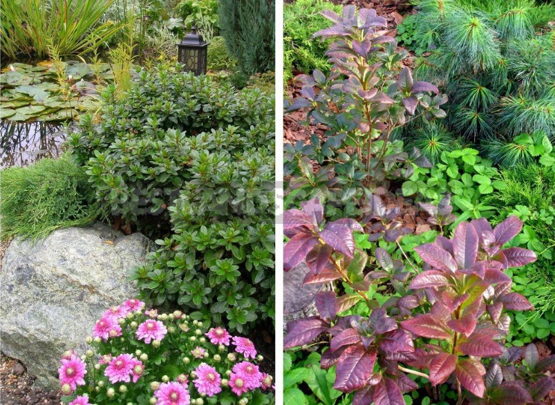Rhododendrons in Garden Design: Harmonious Compositions