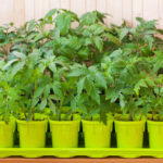 Plant Growth Stimulants and Regulators, Seedling
