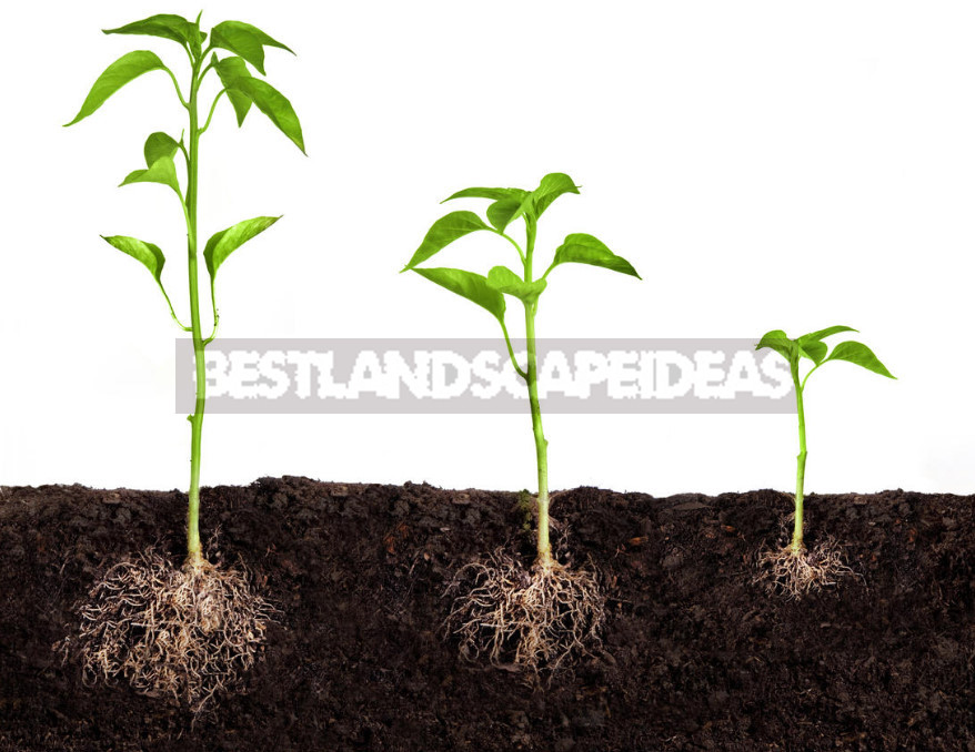 Plant Growth Stimulants and Regulators, Seedling