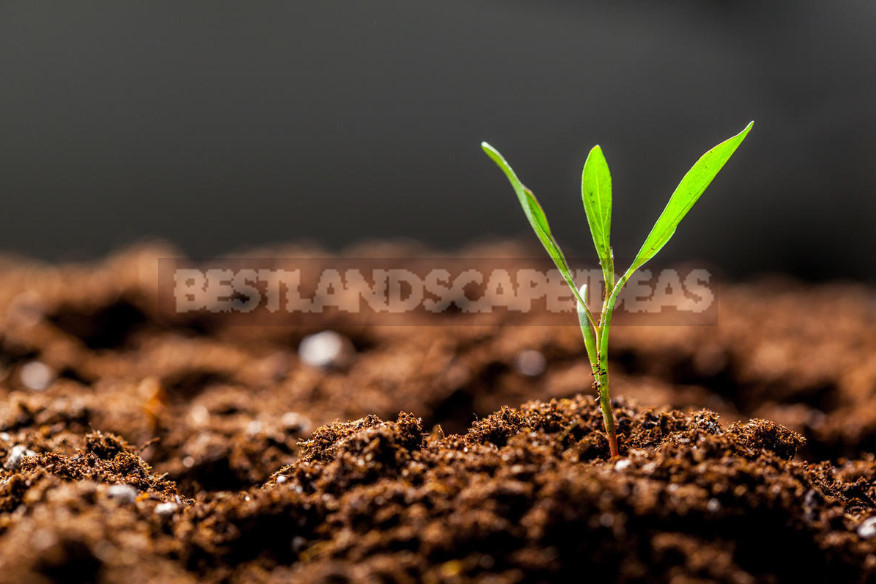 Plant Growth Stimulants and Regulators, Seedling