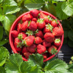 Garden Strawberry: the Right Care to Increase Productivity