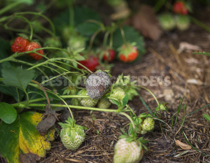 Garden Strawberry: the Right Care to Increase Productivity