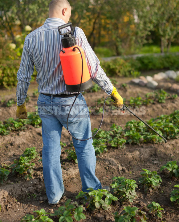 Garden Strawberry: the Right Care to Increase Productivity