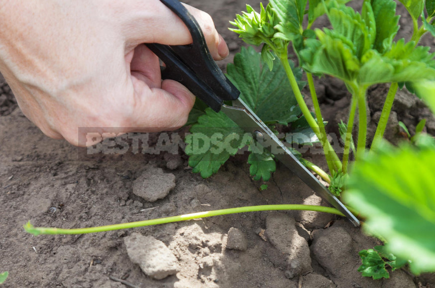 Garden Strawberry: the Right Care to Increase Productivity