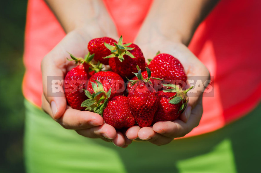 Garden Strawberry: the Right Care to Increase Productivity