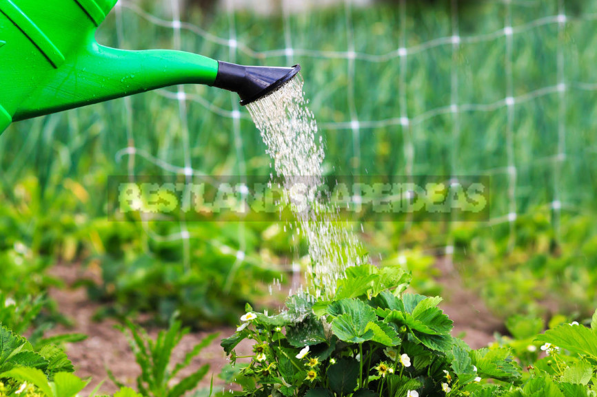 Garden Strawberry: the Right Care to Increase Productivity