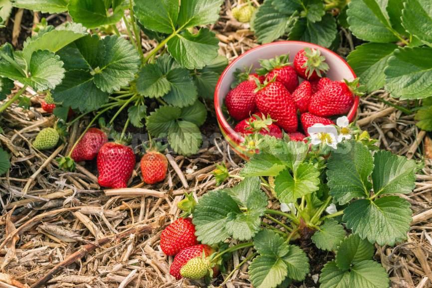 Garden Strawberry: the Right Care to Increase Productivity