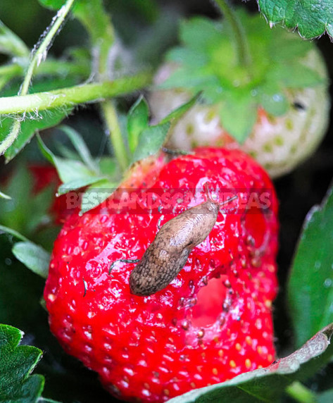 Garden Strawberry: the Right Care to Increase Productivity