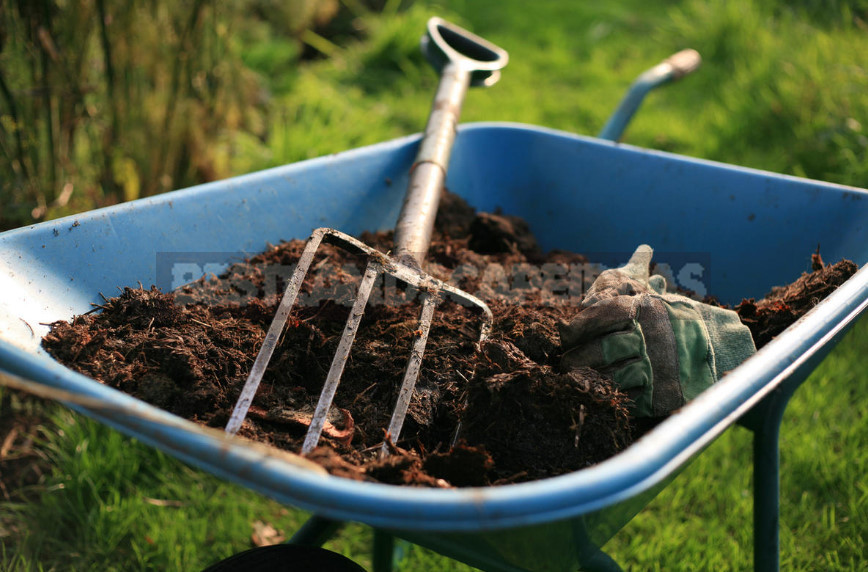 Garden Strawberry: the Right Care to Increase Productivity