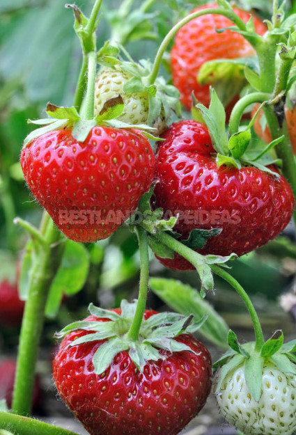 Garden Strawberry: the Right Care to Increase Productivity