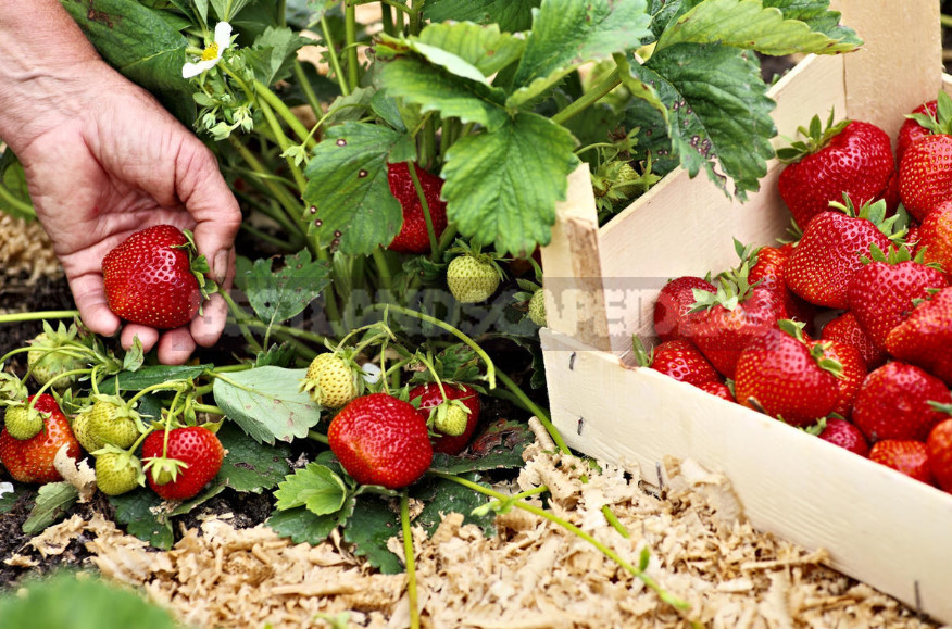 Garden Strawberry: the Right Care to Increase Productivity