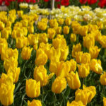 The mystery of the yellow tulips. Why are they so Loved by Designers and Gardeners?