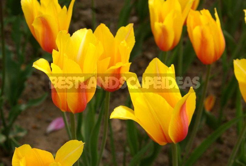 The mystery of the yellow tulips. Why are they so Loved by Designers and Gardeners?