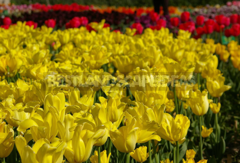 The mystery of the yellow tulips. Why are they so Loved by Designers and Gardeners?