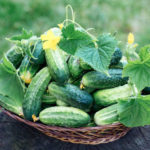 The Secrets of the Early Crop of Cucumbers (Part 1)