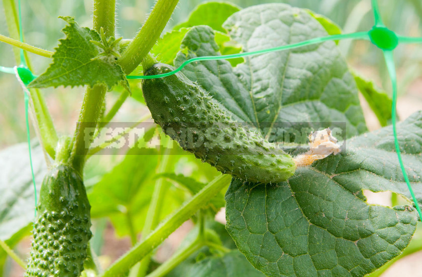 The Secrets of the Early Crop of Cucumbers (Part 2)