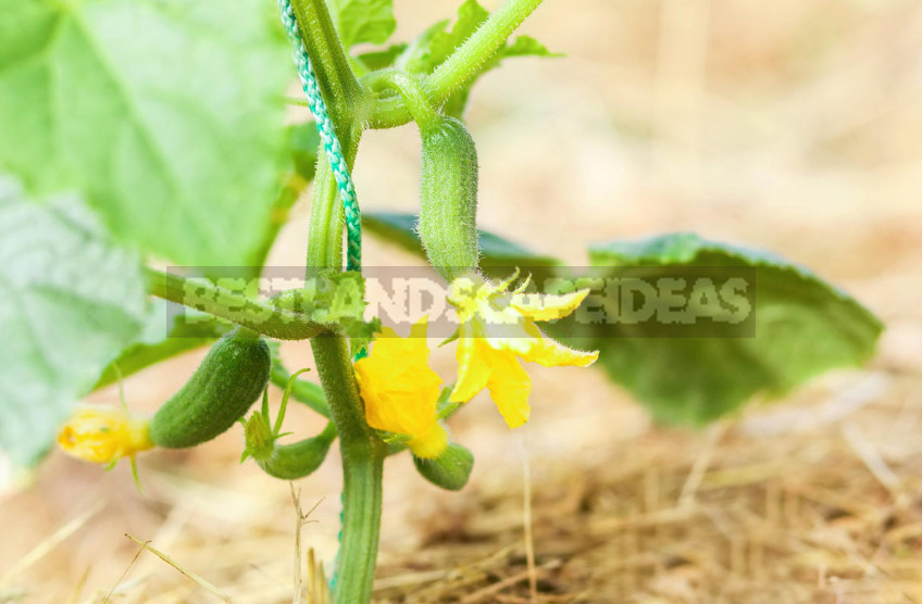 The Secrets of the Early Crop of Cucumbers (Part 2)