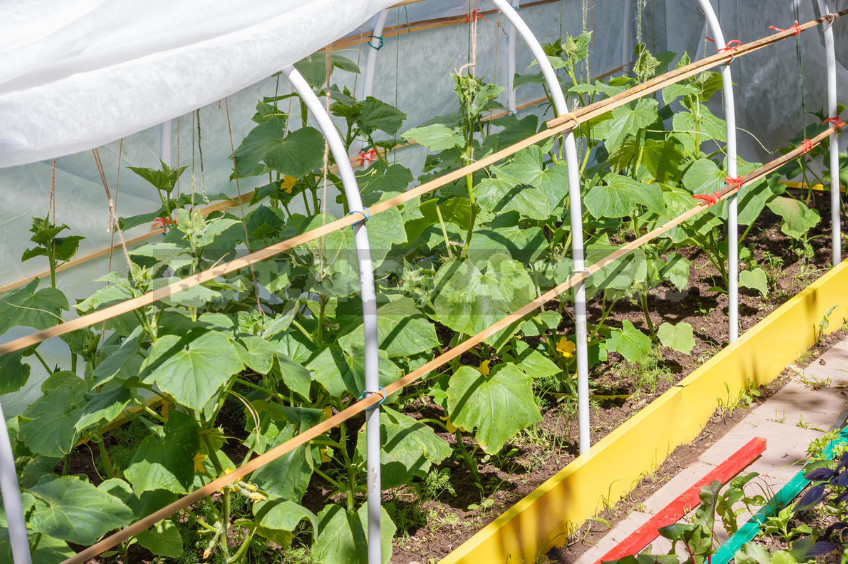 The Secrets of the Early Crop of Cucumbers (Part 1)