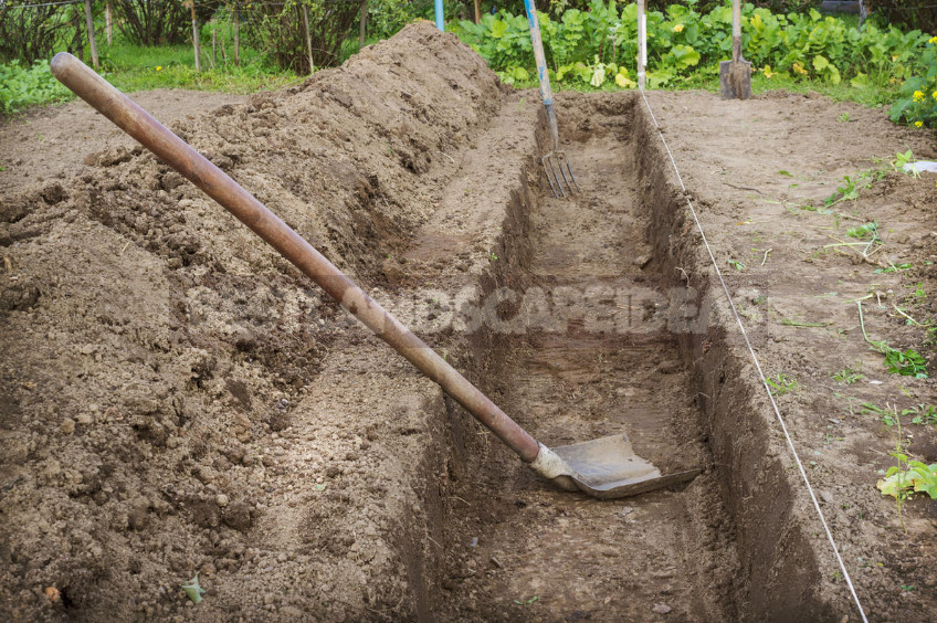 The Secrets of the Early Crop of Cucumbers (Part 2)