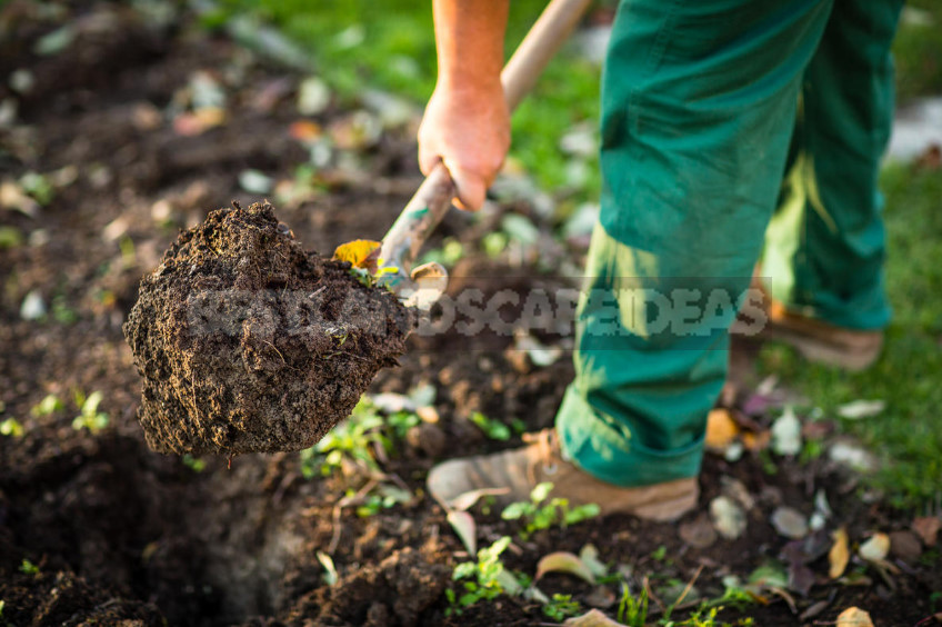 The Secrets of the Early Crop of Cucumbers (Part 2)