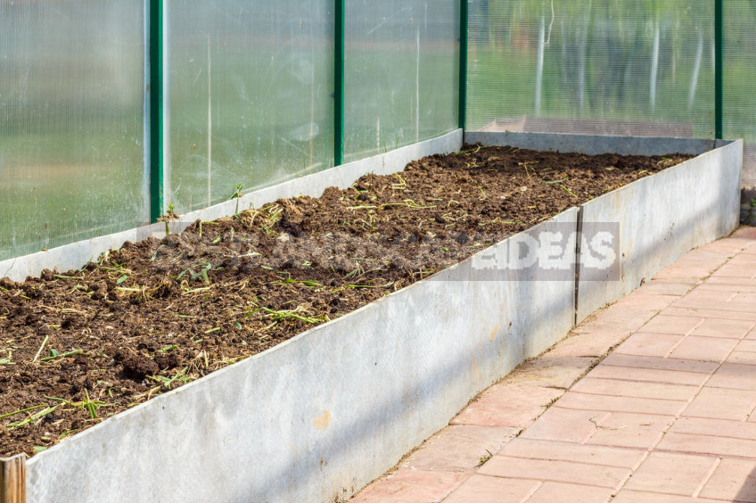 The Secrets of the Early Crop of Cucumbers (Part 2)