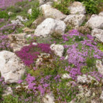 Thyme in the Garden: Species and Varieties, Especially Growing (Part 2)