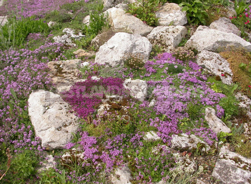 Thyme In The Garden Species And Varieties Especially Growing