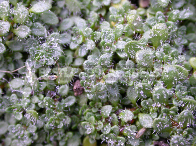 Thyme in the Garden: Species and Varieties, Especially Growing (Part 2)