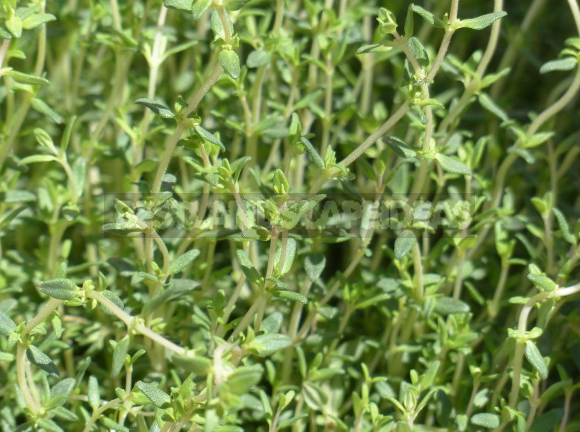 Thyme in the Garden: Species and Varieties, Especially Growing (Part 2)