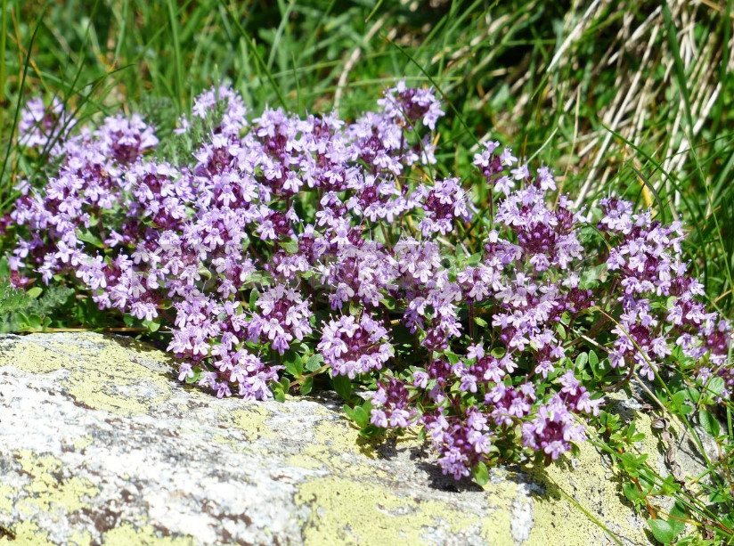 Thyme in the Garden: Species and Varieties, Especially Growing (Part 2)