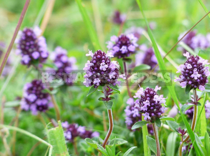 Thyme in the Garden: Species and Varieties, Especially Growing (Part 1)