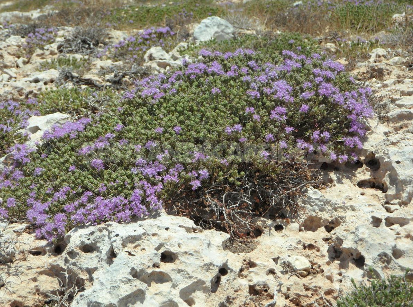 Thyme in the Garden: Species and Varieties, Especially Growing (Part 1)