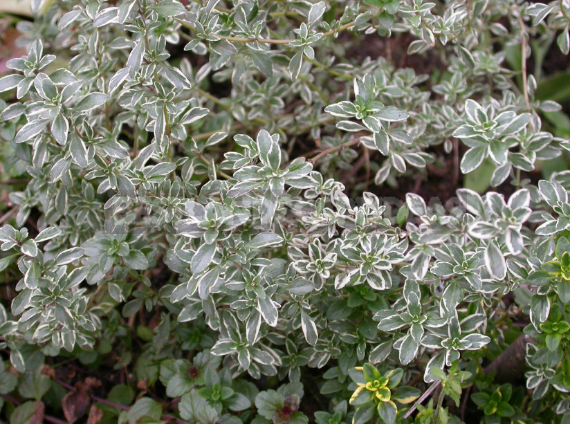 Thyme in the Garden: Species and Varieties, Especially Growing (Part 1)