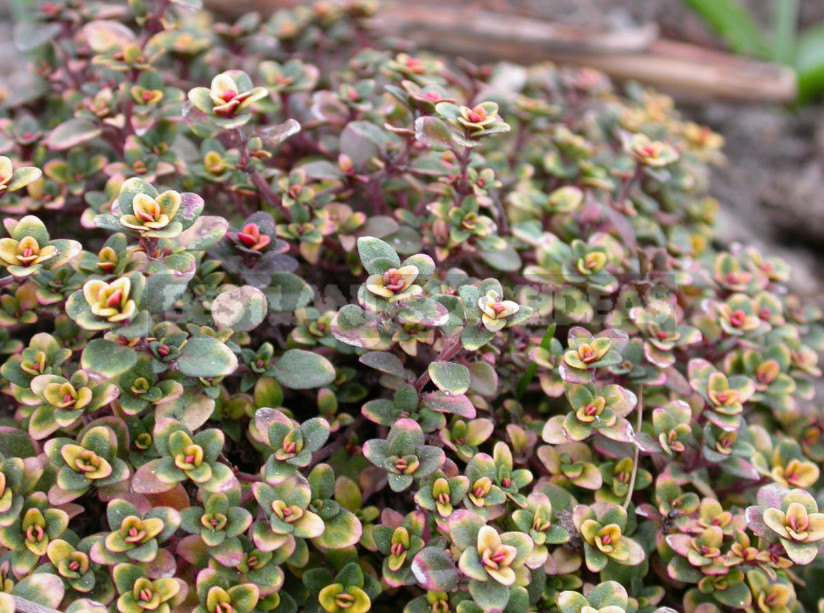 Thyme in the Garden: Species and Varieties, Especially Growing (Part 1)